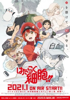 Hataraku Saibou!!, Cells at Work! 2nd Season